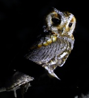 0J6A7497Flammulated_Owl