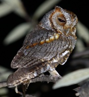 0J6A7501Flammulated_Owl