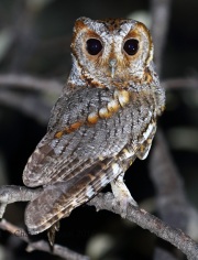 0J6A7502Flammulated_Owl