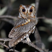 0J6A7503Flammulated_Owl