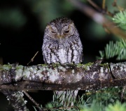6S3A9940Flammulated_Owl