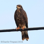 6S3A0031Snail_kite