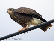 6S3A0045Snail_Kite