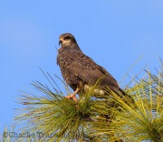6S3A0063Snail_Kite