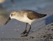 6S3A0102Western_Sandpiper