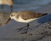 6S3A0103Western_Sandpiper