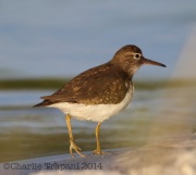 6S3A0141Spotted_Sandpiper