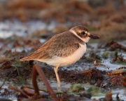 6S3A0157Wilson's_Plover