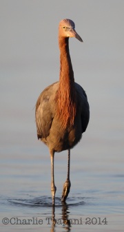 6S3A0183Reddish_Egret