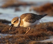6S3A0233Wilson's_Plover