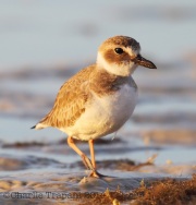 6S3A0248Wilson's_Plover