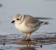 6S3A0285Piping_Plover
