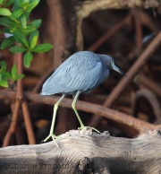 6S3A0289Little_Blue_Heron