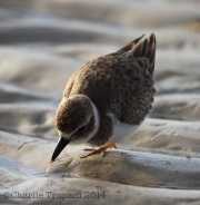 6S3A0305Wilson's_Plover