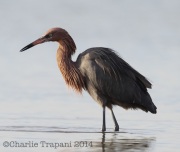 6S3A0320Reddish_Egret
