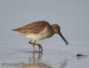 6S3A0336Long-Billed_Dowitcher