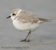 6S3A0368Snowy_Plover