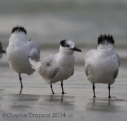 6S3A0394Sandwich_Terns