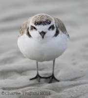 6S3A0404Snowy_Plover