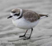 6S3A0406Snowy_Plover