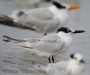 6S3A0416Sandwich_Tern