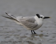 6S3A0427Sandwich_Tern