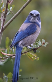 6S3A0491Florida_Scrub-Jay