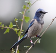 6S3A0527Florida_Scrub-Jay