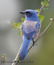 6S3A0549Florida_Scrub-Jay