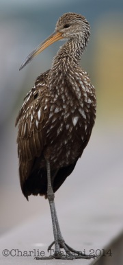 6S3A0602Limpkin