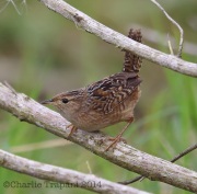 6S3A0699Sedge_Wren
