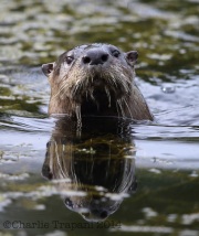6S3A0727Otter