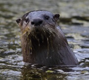 6S3A0735Otter