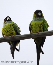 6S3A0766Nanday_Parakeets