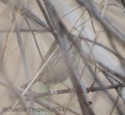 6S3A7881Henslow's_Sparrow