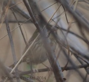 6S3A7882Henslow's_Sparrow