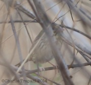 6S3A7885Henslow's_Sparrow