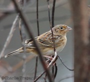 6S3A7894Grasshopper_Sparrow