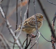 6S3A7929Grasshopper_Sparrow