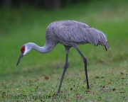 6S3A7966Sandhill_Crane