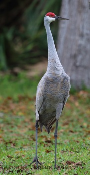 6S3A7982Sandhill_Crane