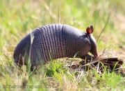 6S3A8035Armadillo