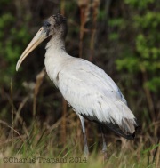 6S3A8132Wood_Stork