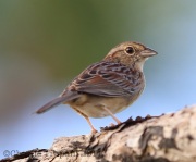 6S3A8169Bachman's_Sparrow
