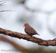 6S3A8199Common_Ground_Dove