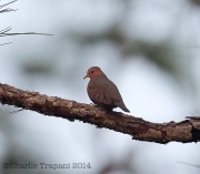 6S3A8210Common_Ground_Dove