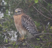 6S3A8351Red-Shouldered_Hawk