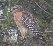 6S3A8361Red-Shouldered_Hawk