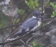 6S3A8414Belted_Kingfisher