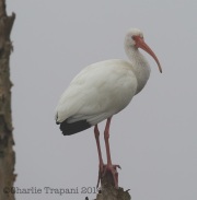 6S3A8427White_Ibis